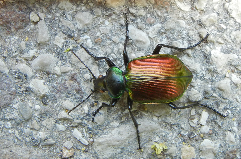 da determinare... Calosoma sycophanta